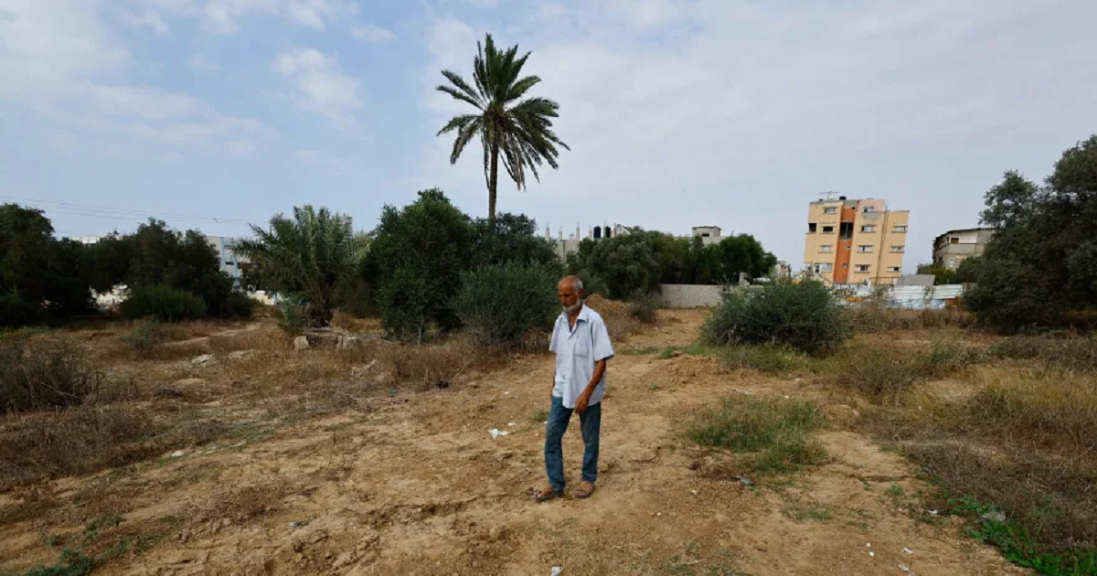 رغم التجريف والعزل.. أهالي غزة يحصدون ما تبقى من محصول الزيتون
